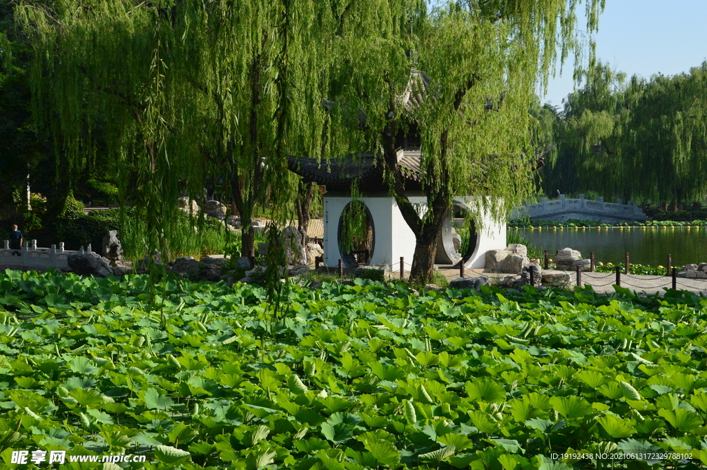 荷塘风景