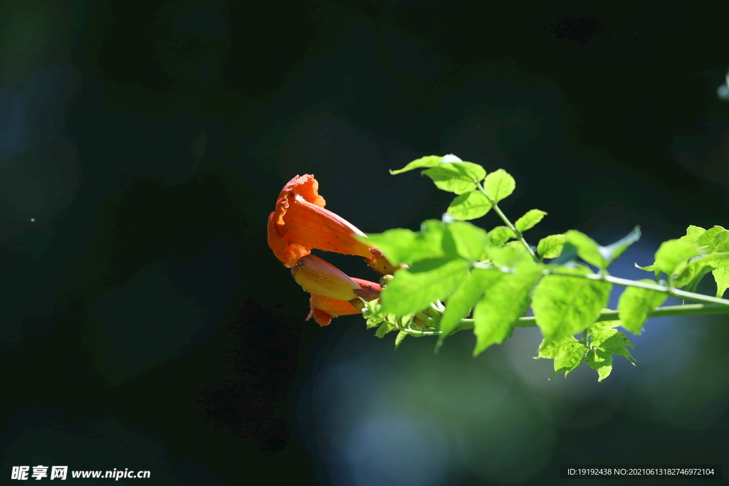 凌霄花