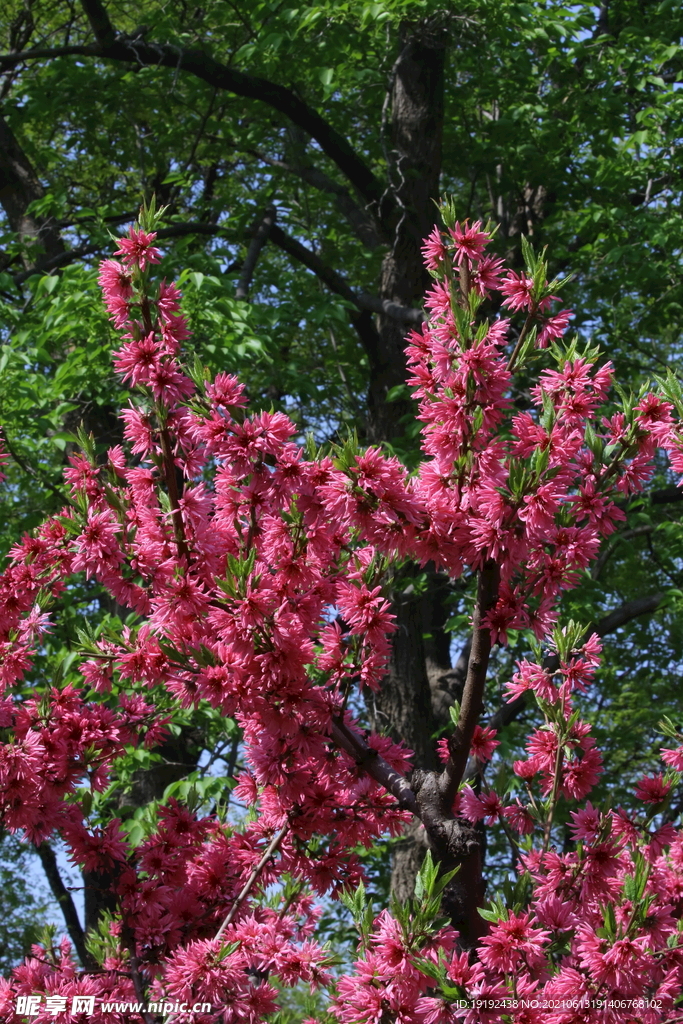 菊花桃 