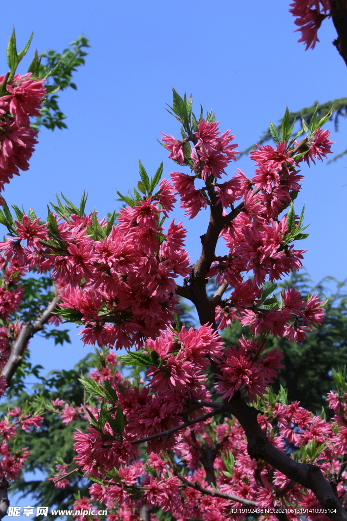 菊花桃