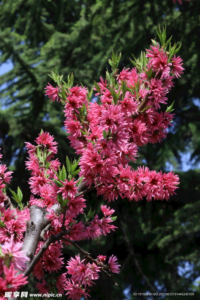 菊花桃 