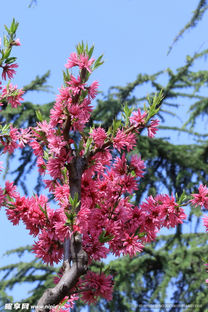 菊花桃