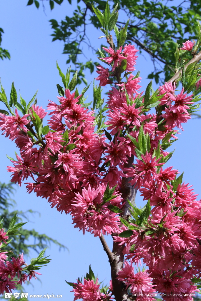 菊花桃