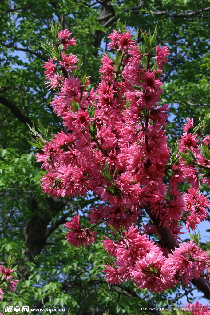 菊花桃 