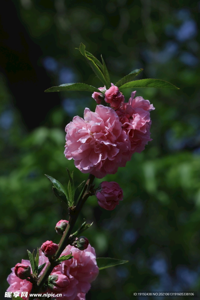 碧桃花儿 