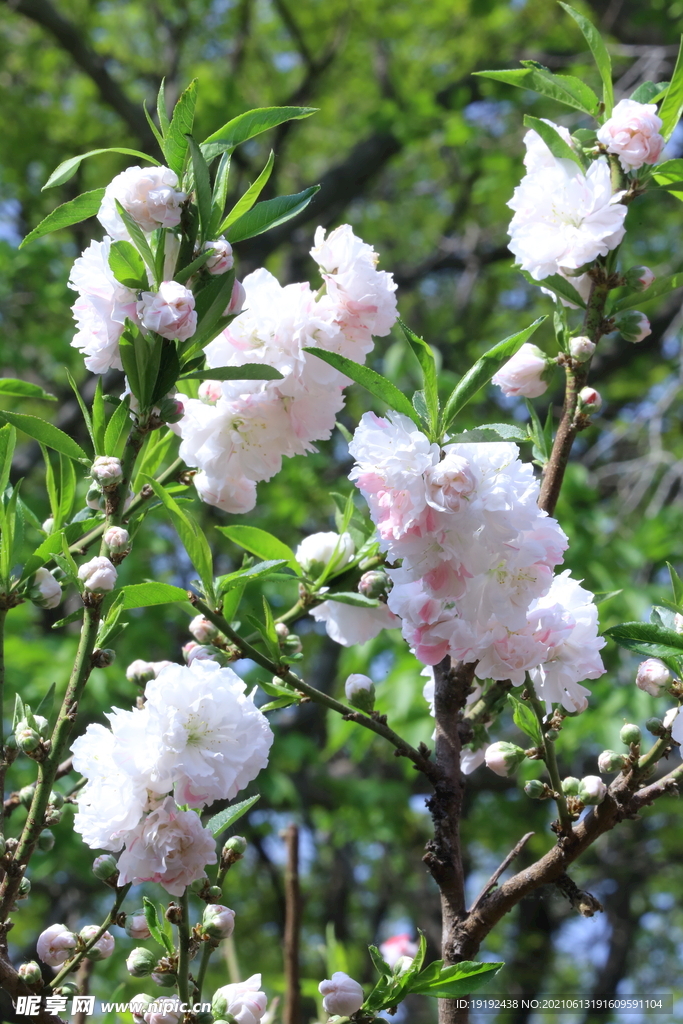 碧桃花儿