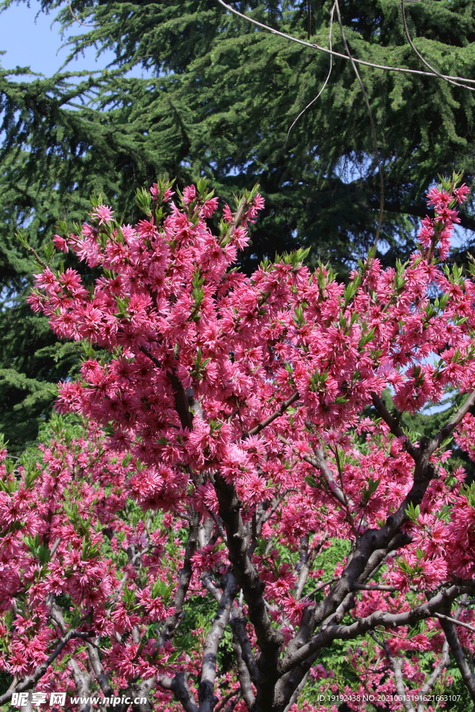 菊花桃 