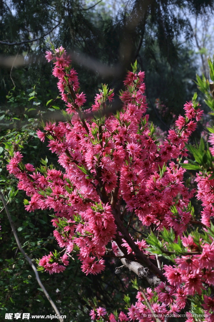 菊花桃