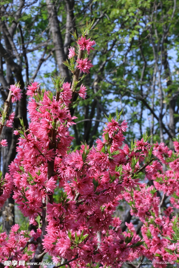 菊花桃 