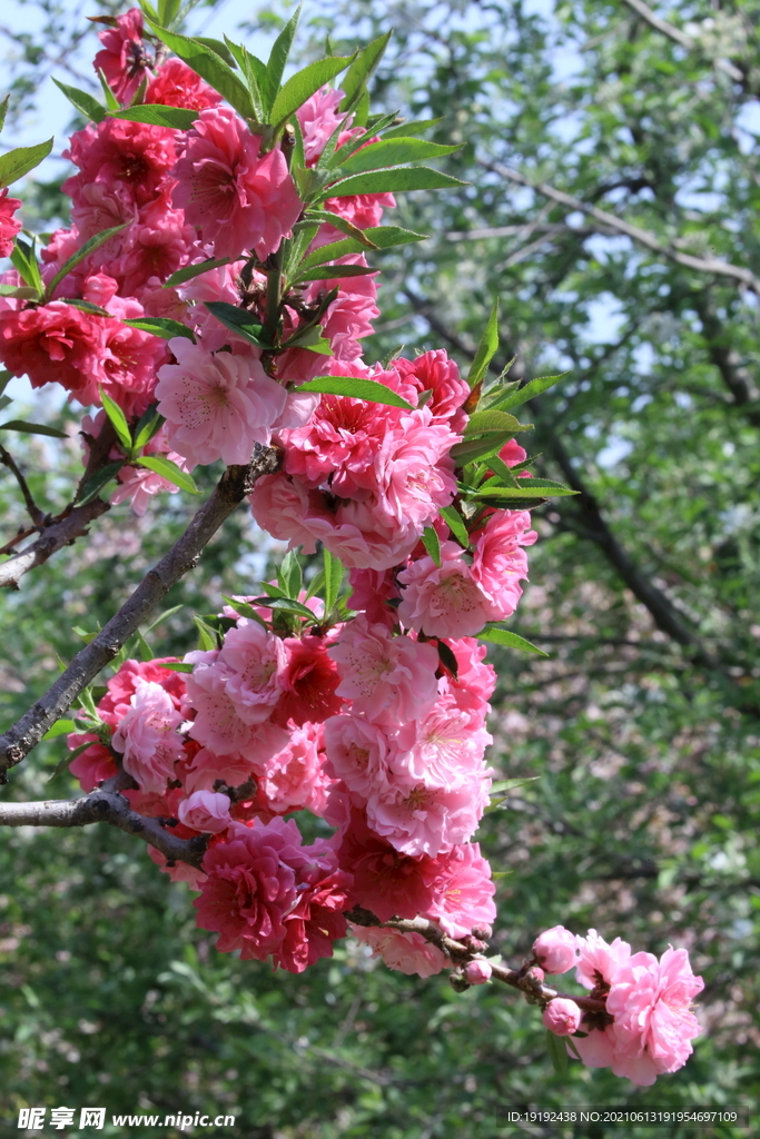 碧桃花儿