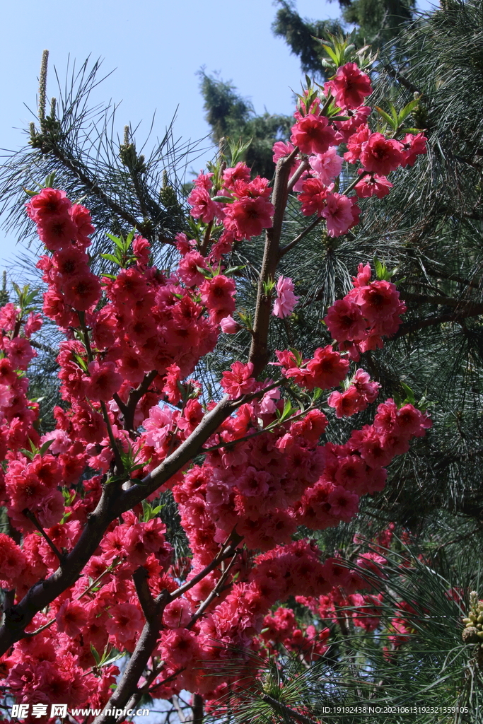 碧桃花儿