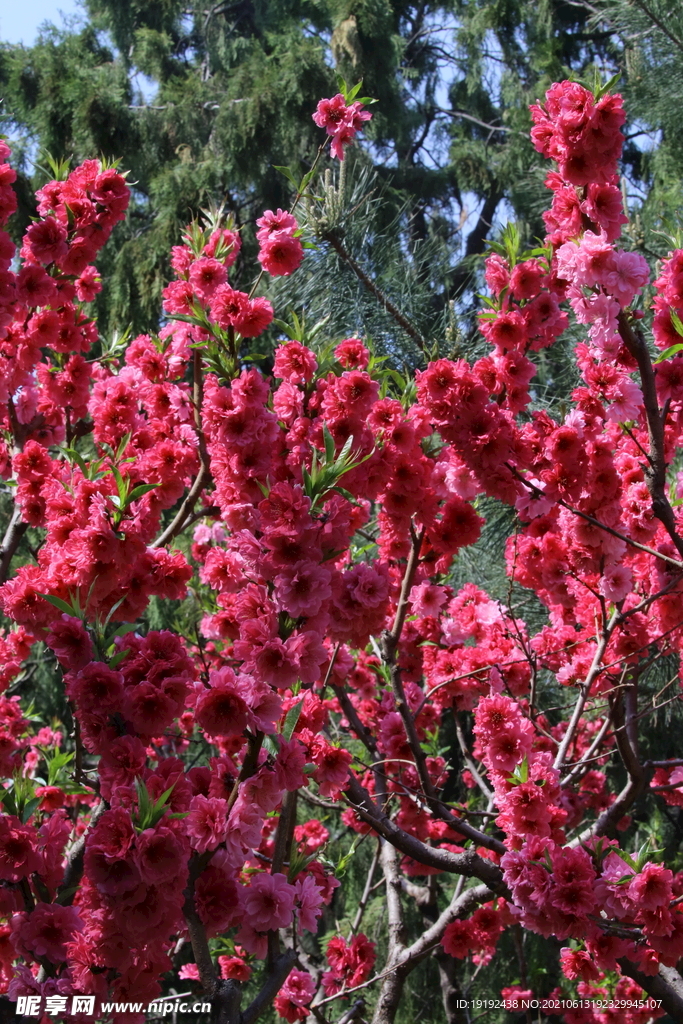 碧桃花儿 
