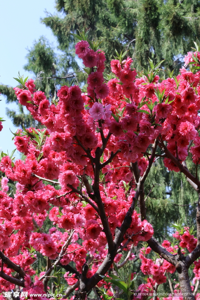 碧桃花儿