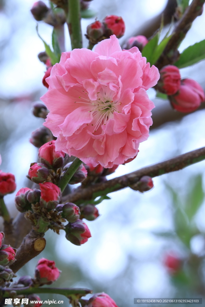 碧桃花儿 