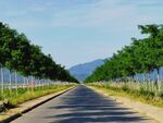 美丽的乡村道路风景