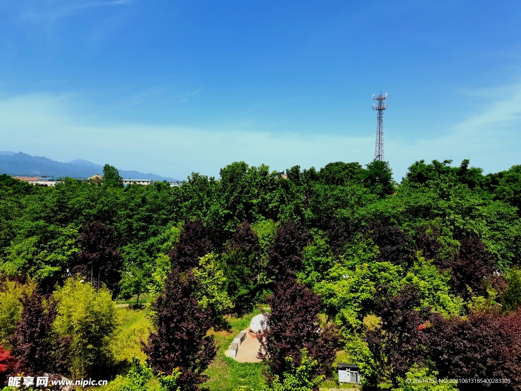 郁郁葱葱的校园风景