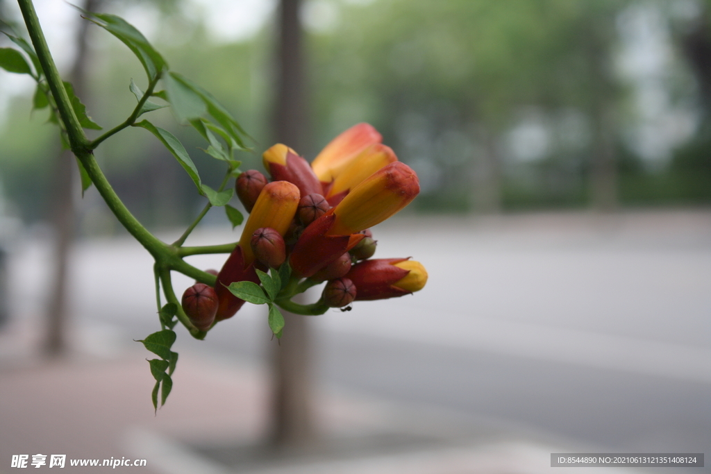 凌霄花