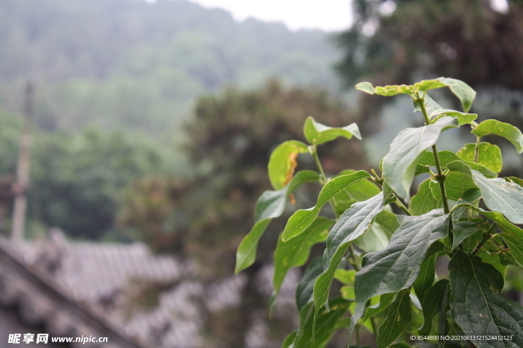 普照寺 树木