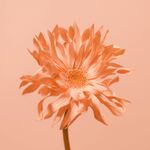 花卉