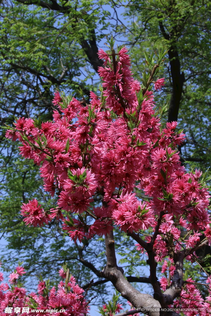 菊花桃