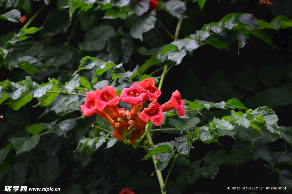 凌霄花