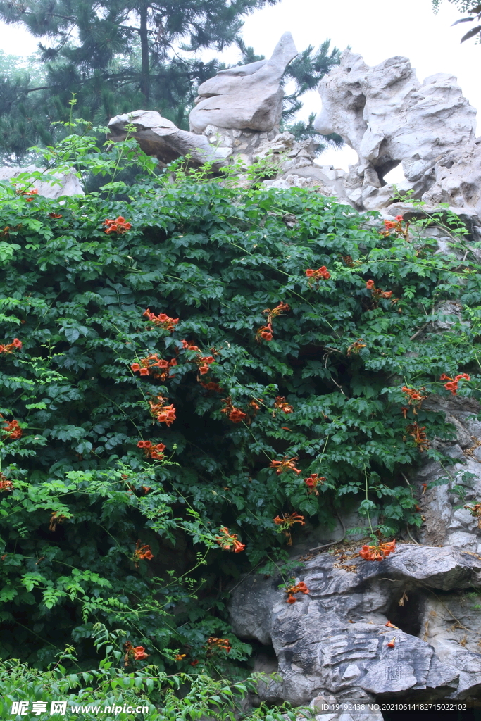 凌霄花