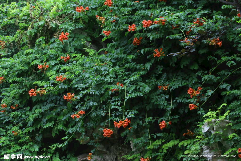 凌霄花