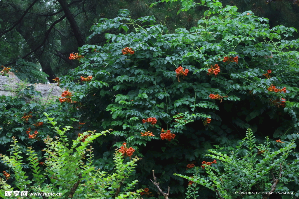 凌霄花 