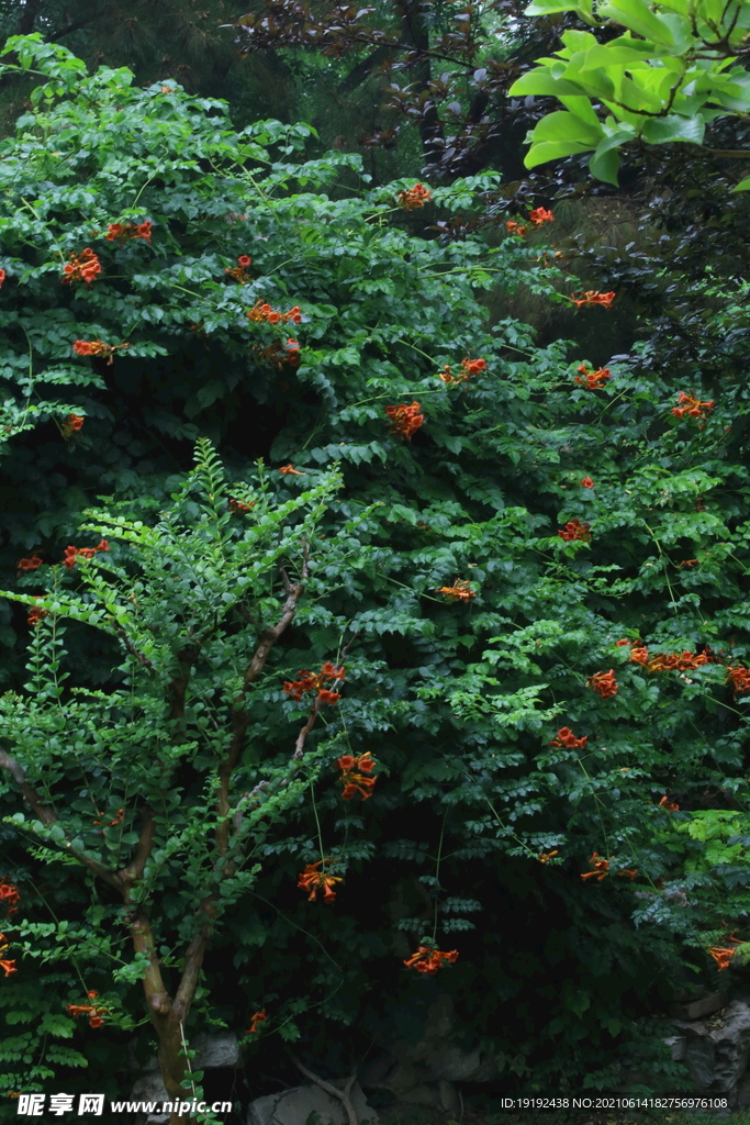 凌霄花 