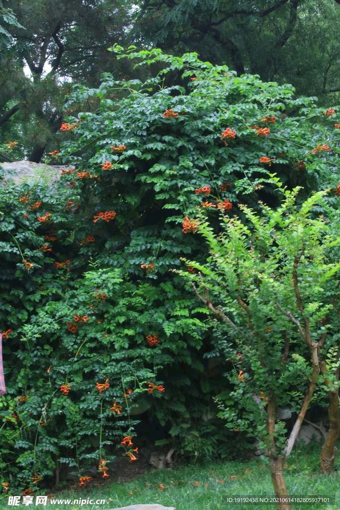 凌霄花 