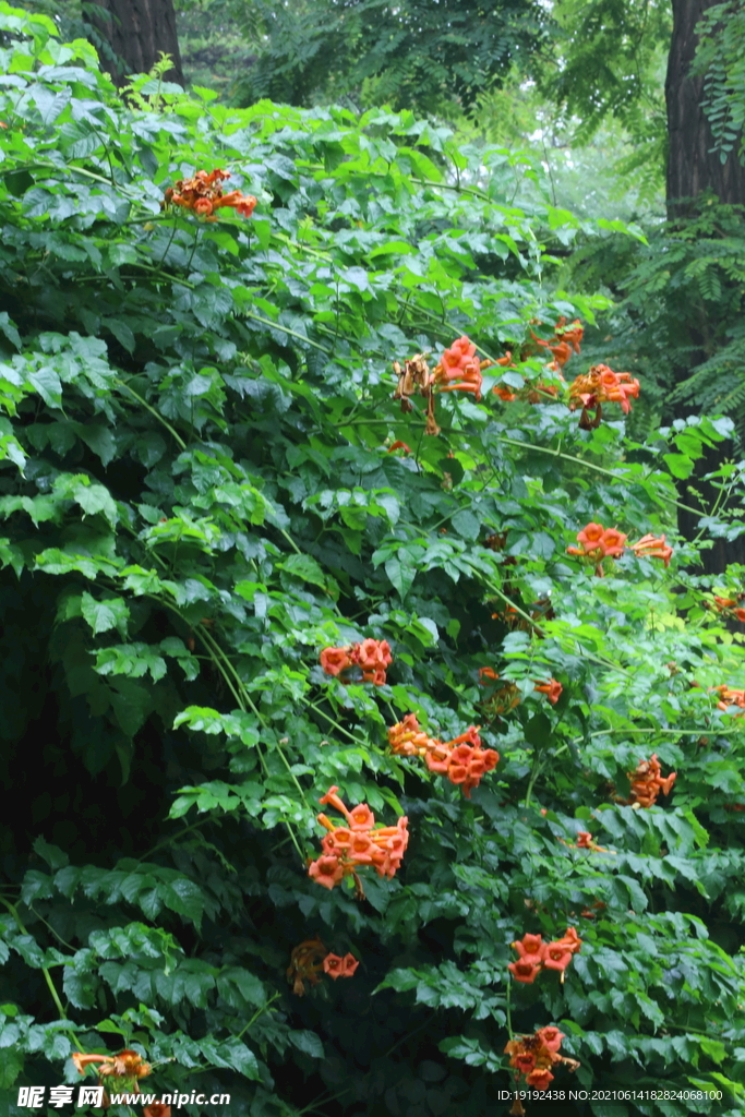 凌霄花