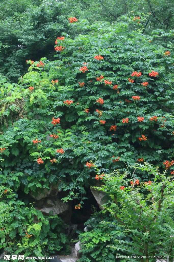 凌霄花