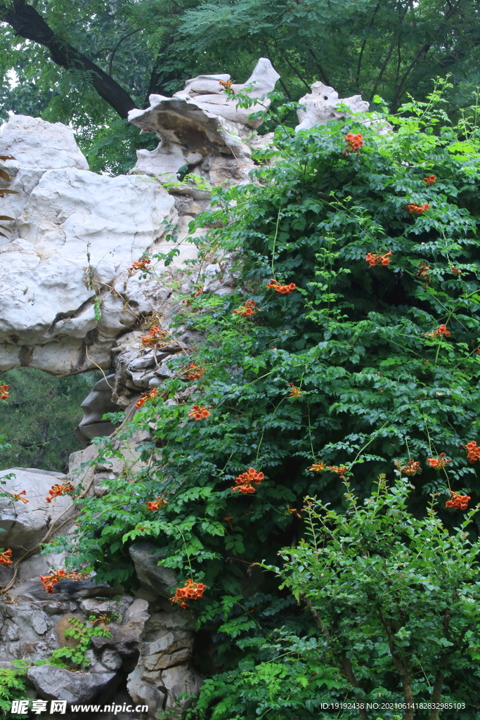 凌霄花 