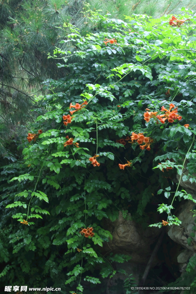 凌霄花 