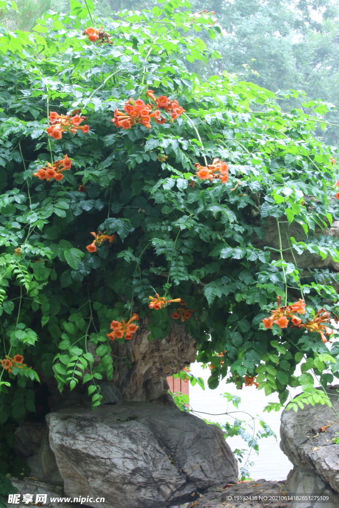 凌霄花 