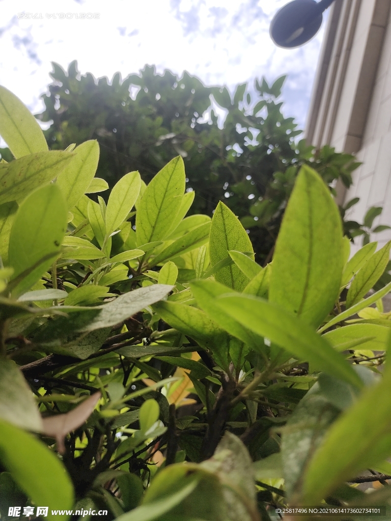 绿植图片