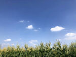 玉米地的蓝天白云