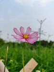 格桑花