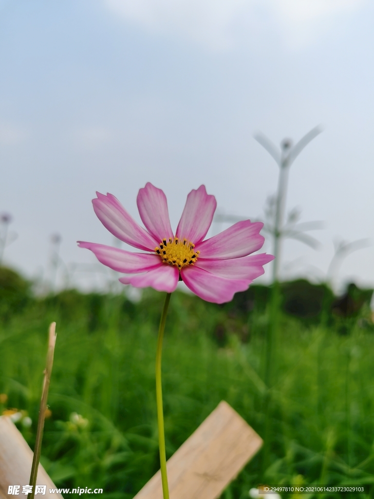 格桑花