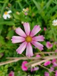 格桑花