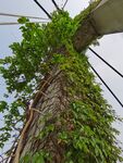 荒废的石柱
