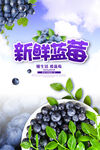 蓝莓海报