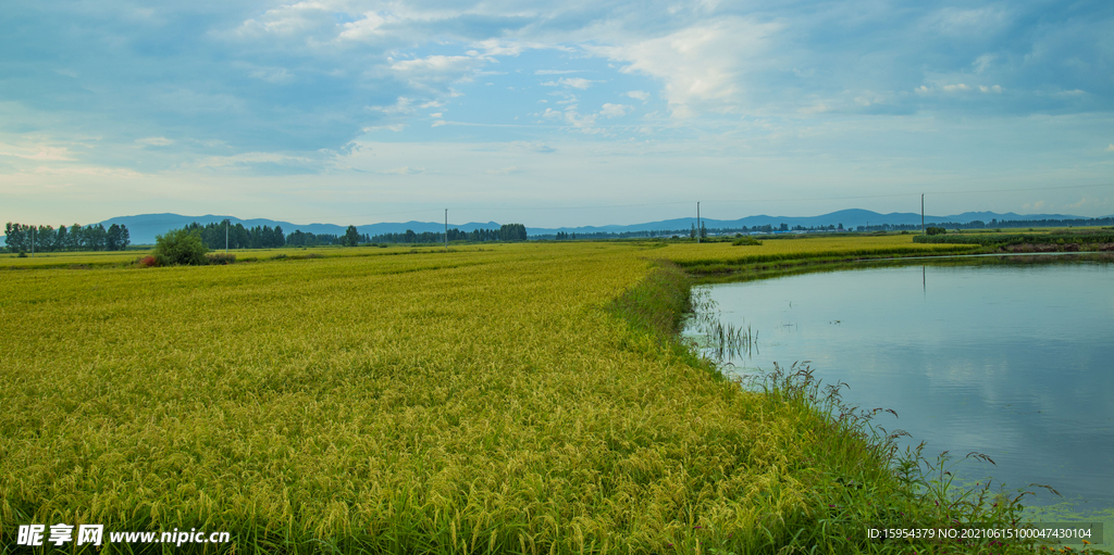 稻田