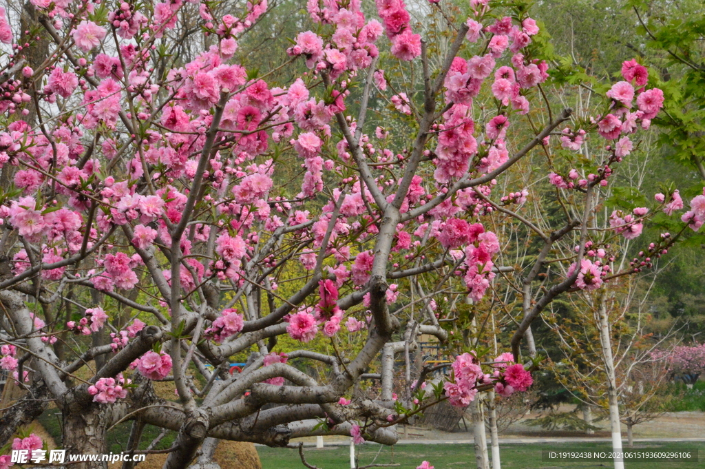 碧桃花儿 