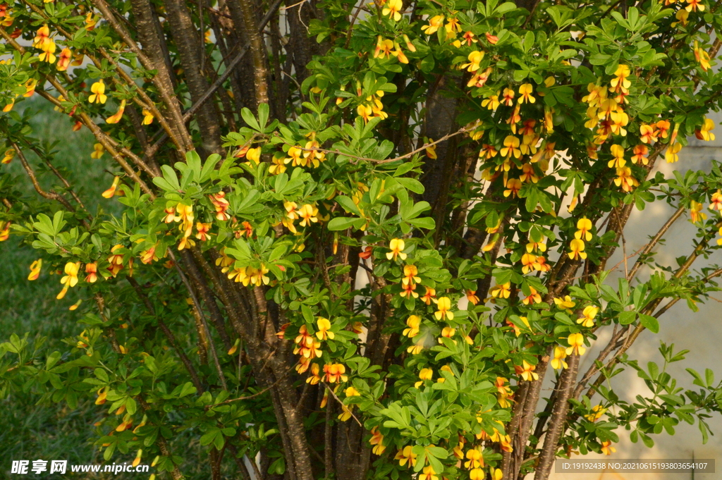 金雀花