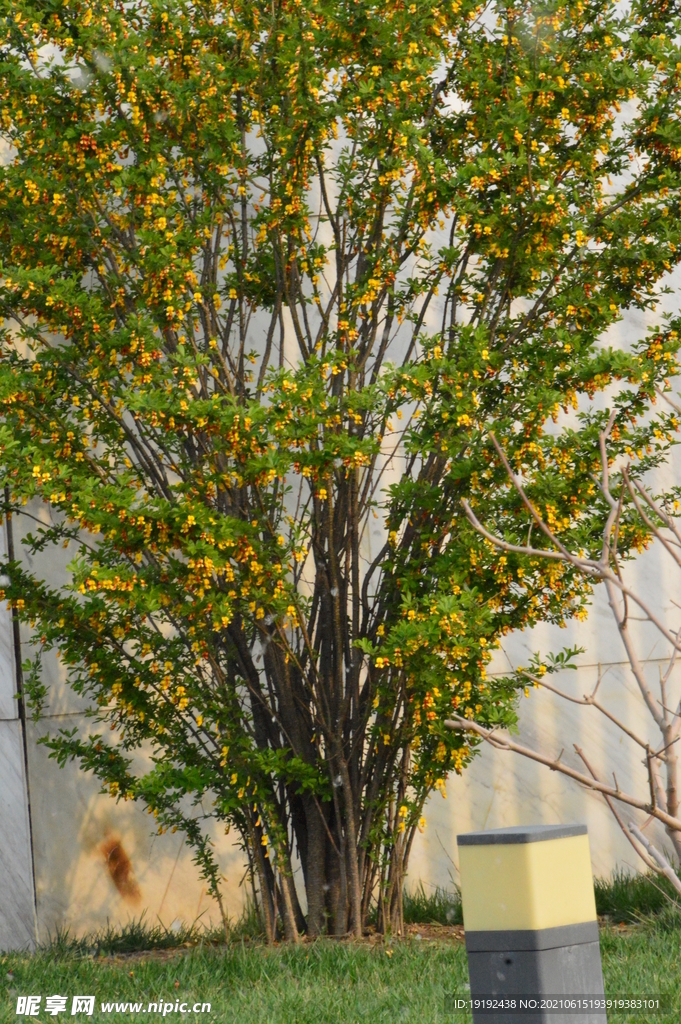 金雀花