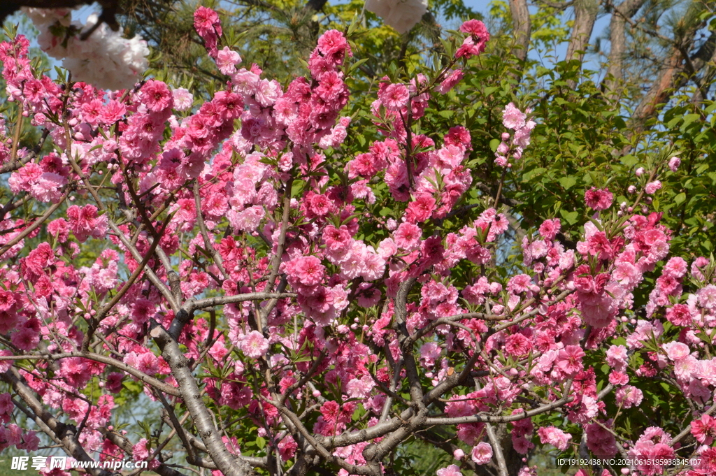 碧桃花儿