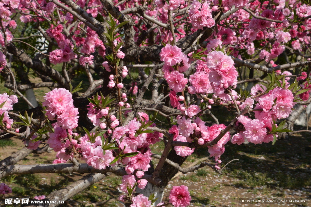 碧桃花儿