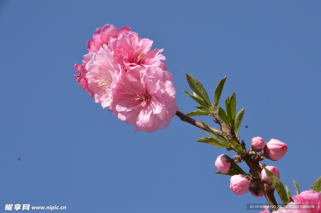 碧桃花儿 