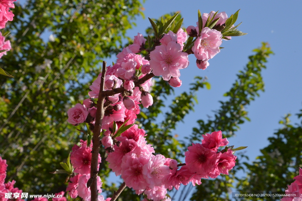 碧桃花儿
